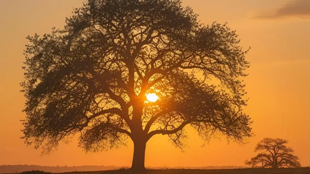 Imagem de uma árvore sobre o pôr do sol.