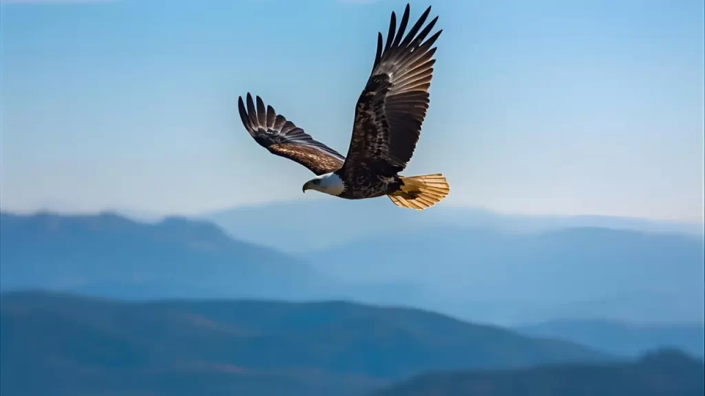 Águia voando alto sobre montanhas ou céu. Representar a metáfora bíblica do voo da águia.