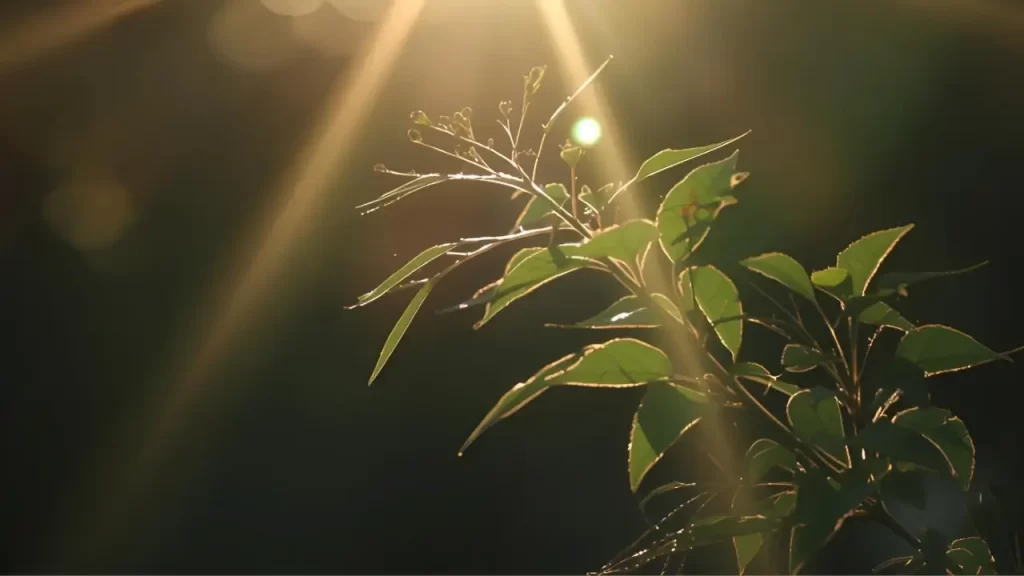 Imagem de luz  natureza, simbolizando paz interior.