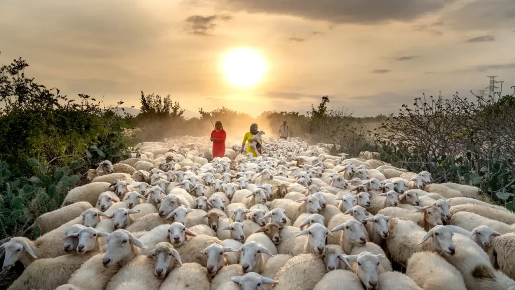 Um pastor guiando ovelhas em um campo ao amanhecer.