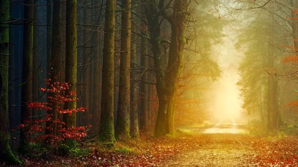 Caminho iluminado, representando orientação e proteção.