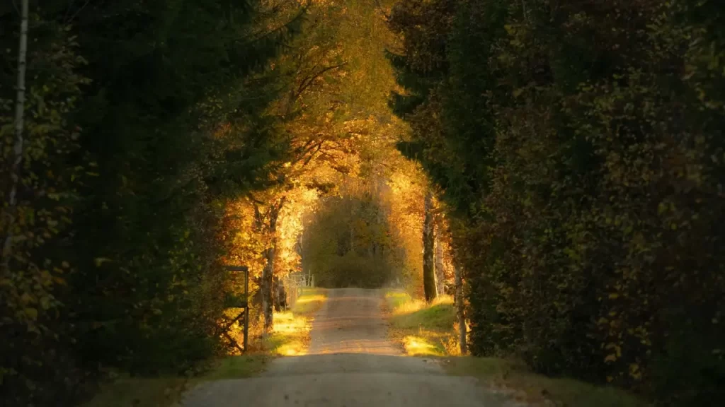 Caminho iluminado por uma lâmpada. 